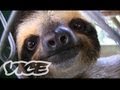 Baby Sloth Sanctuary In Costa Rica: The Cute Show