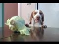 Dog Steals Cabbage