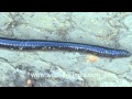 Giant earthworm in Mizoram!