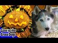 Pumpkin & Peanut Butter Dog Treats! Homemade How to make them!