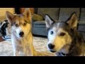 How long can Huskies be left alone? Fan Friday #42