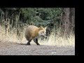 Colorado Red Fox Marking Territory Black Billed Magpie Challenges for Food