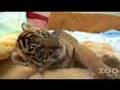 Baby Tiger Cub Plays