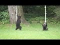 Playful Bear Cubs In My Backyard