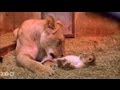 Sit Down With Lion Cubs at Woodland Park Zoo Seattle