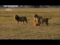 Lions attack! Lionesses defend their cubs against intruding males!