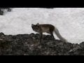 Arctic fox cubs play around - Snow Babies - BBC One Christmas 2012