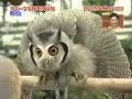 Evil Owl