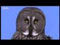 Sophisticated sonar of wild owls hunting in the arctic forest - BBC wildlife