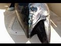 CAPE COD BLUEFIN TUNA ON STICKBAIT - YouFishTV