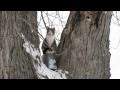 Almond the cat never leaves his tree - EVER