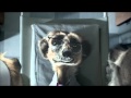 comparethemeerkat.com Sick Sergei