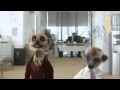 Compare the Meerkat - Advert 14