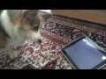 A Dog Tests the iPad - Tested.com