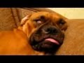 Sleeping Dogs Compilation