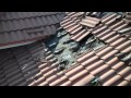 Bat Infestation Under Tile Roof- Roofing Miami, FL- Istueta Roofing