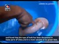 China News - Confuses Rubber Vagina For Special Mushroom (Subtitled)!