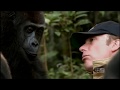 Human and Gorilla Reunite after 5 years 60 Minutes Australia June 3rd 2012