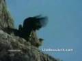 EAGLE VS. MOUNTAIN GOAT: AMAZING FOOTAGE! FULL CLIP