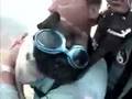 Xtreme PUG SKYDIVING