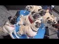 36 Pugs