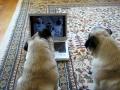 Pugs Watching Themselves on YouTube