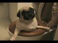 Pug Falls in Toilet