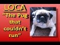 (1) Loca the Pug singing......'The pug that couldn't run'