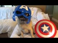 Earth's Mightiest Heroes Are... Avenger Pugs!