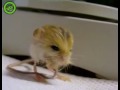 Pygmee Jerboa super cute!