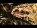 Qatars wild life , The JERBOA