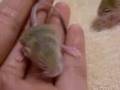 baluchistan pygmy jerboa babys