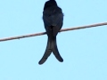 Black Drongo with call @ ANGRAU - Hyderabad