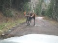 Bull Moose Charges Truck