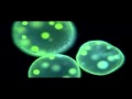 Protists | Biology