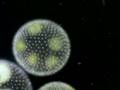 The Protist , Protozoa, Algae and Fungus-like protists