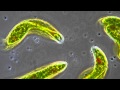 Euglena - Flagellum movement in phase contrast