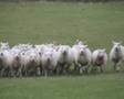 The Working Sheepdog ( Border Collies ) in training