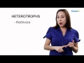 Learn Biology: Autotrophs vs. Heterotrophs