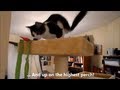 Anakin Climbs The BIG Cat Condo, Two Legged Cat Conquers 6 Foot Tower