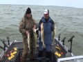 Trolling Lake Erie for BIG Walleye