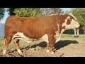 Hereford Bull