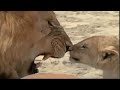 Lioness Strike & Parenting - Lions: Spy in the Den - BBC