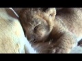 Lioness shows trust in man with her newborn cubs