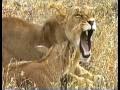 MUST WATCH: A Lioness Adopts a baby antelope. A short documentary that will open your eyes.