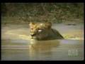 Lioness swiming with Kevin Richardson