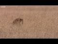 Lioness defending her cubs - Big Cat Diary - BBC