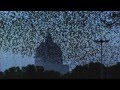 Earthflight (Winged Planet) - Peregrine Falcon Hunts Starlings in Rome (Narrated by David Tennant)