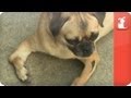 Unadoptables - Pug with broken legs needs home