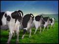 Happy Cows: Vinamilk 100% fresh milk